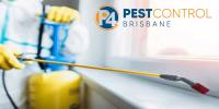 Borer Control Brisbane image 7